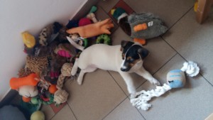 bonita (3)